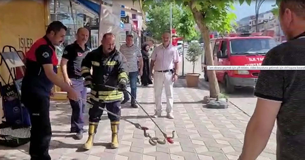 Tokatlılar panikte, ne yapacaklarını şaşırdılar!  Havalar ısındı, yılanlar şehir merkezine indi! 4