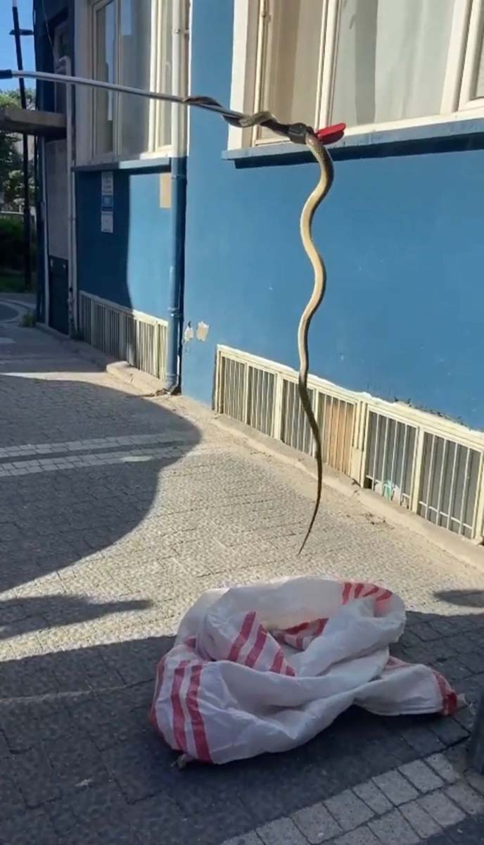 Balıkesir'de yılan paniği! 2 metre boyundaki yılanı görenler panik yaşadı, imdada itfaiye yetişti 2