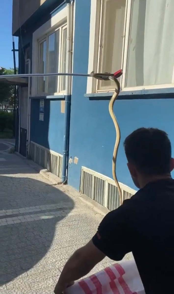 Balıkesir'de yılan paniği! 2 metre boyundaki yılanı görenler panik yaşadı, imdada itfaiye yetişti 5