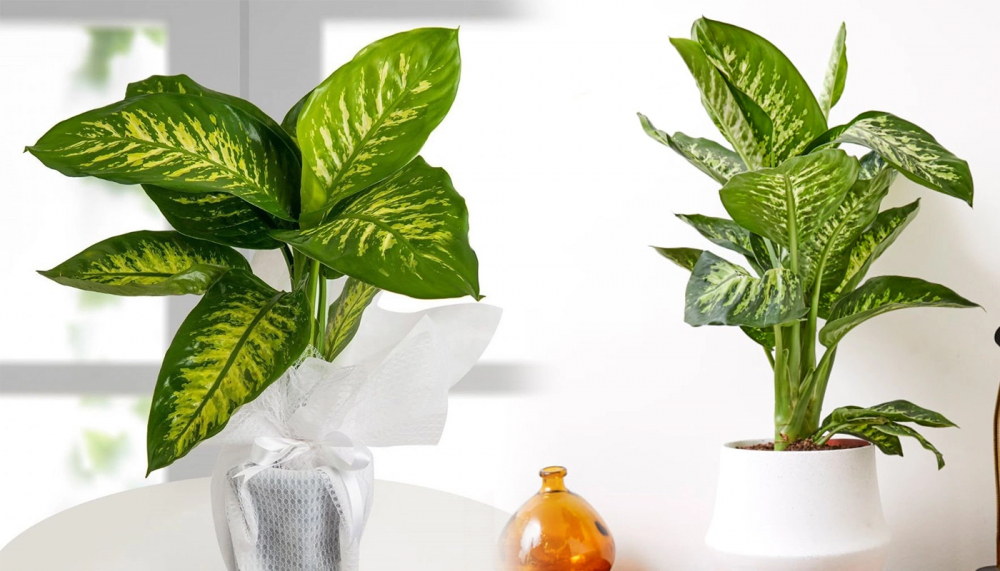 Salonlarınızdan eksik etmediğiniz bu bitkiye dikkat! Zehirlemekle kalmıyor... 1