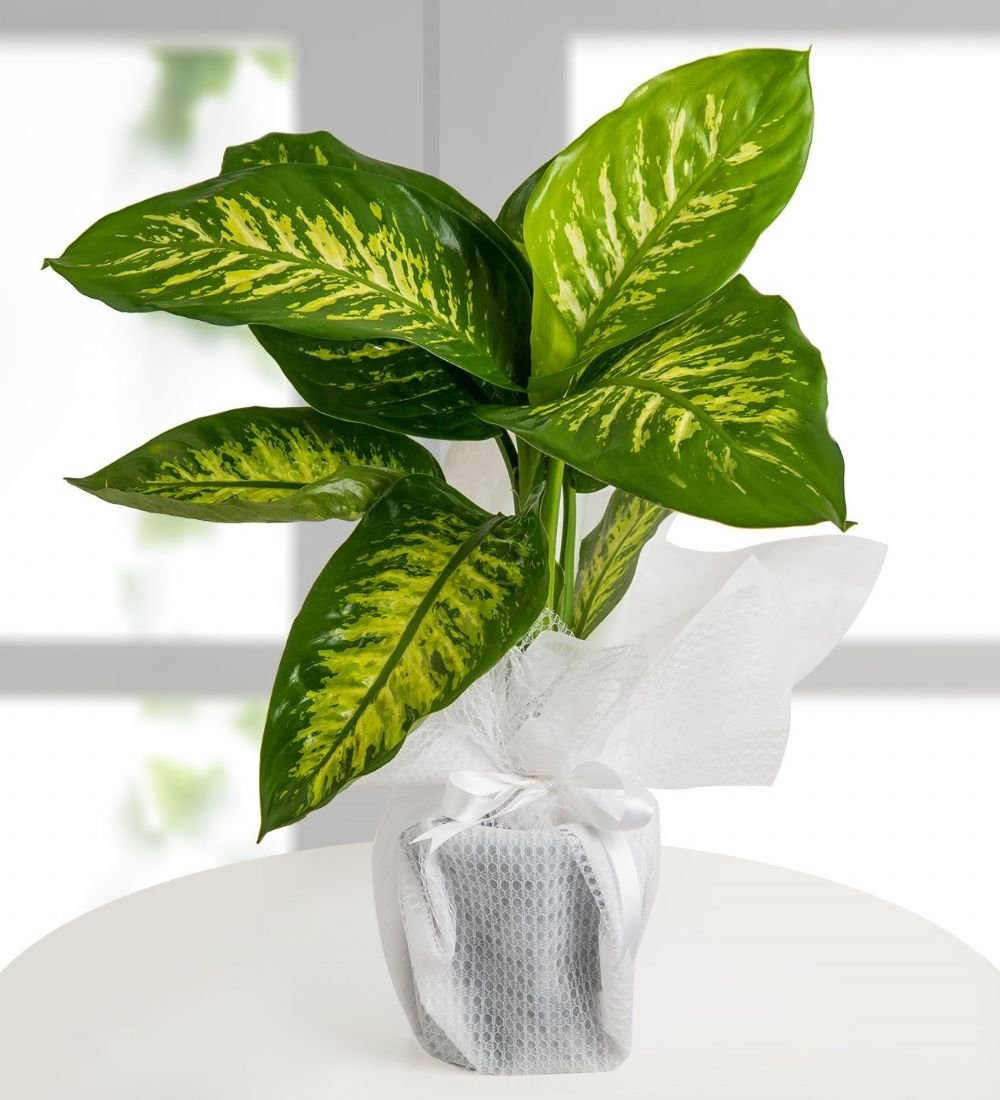 Salonlarınızdan eksik etmediğiniz bu bitkiye dikkat! Zehirlemekle kalmıyor... 2