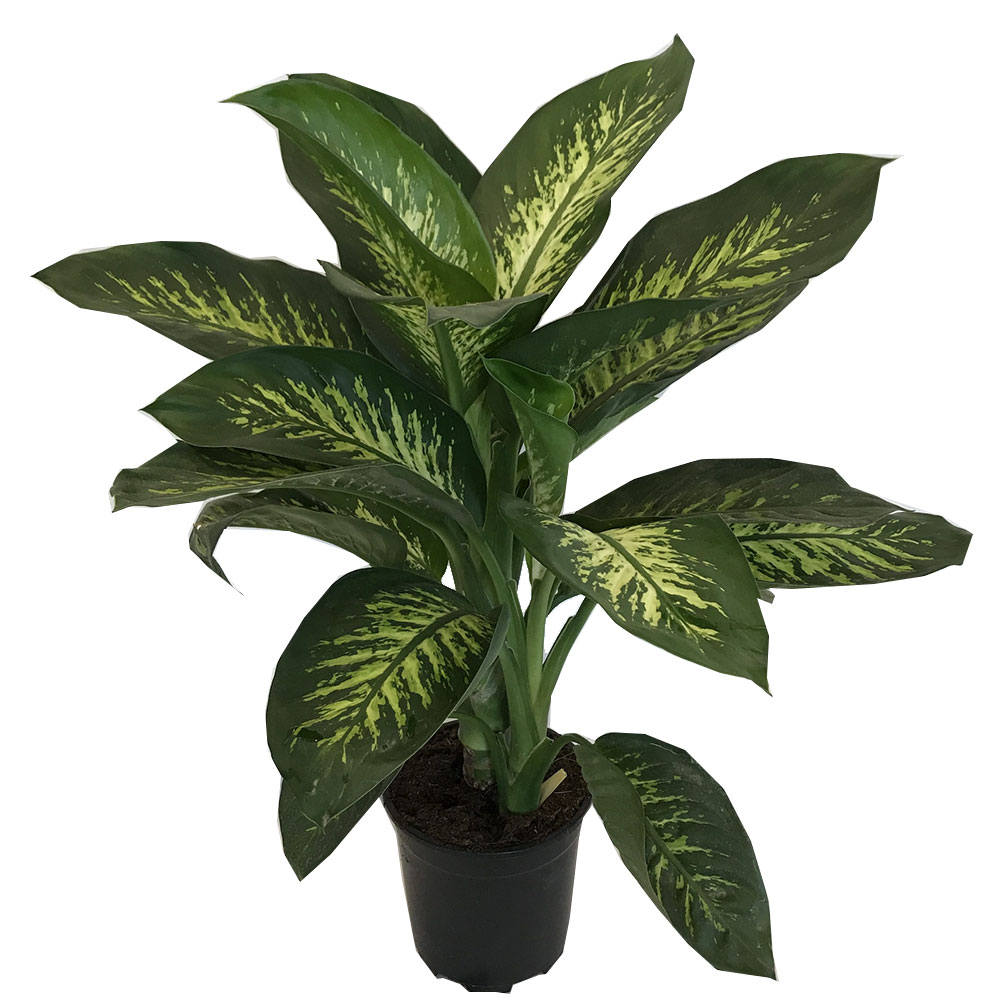 Salonlarınızdan eksik etmediğiniz bu bitkiye dikkat! Zehirlemekle kalmıyor... 7