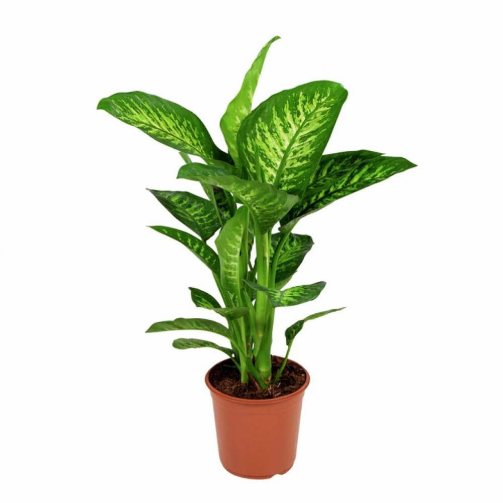 Salonlarınızdan eksik etmediğiniz bu bitkiye dikkat! Zehirlemekle kalmıyor... 8