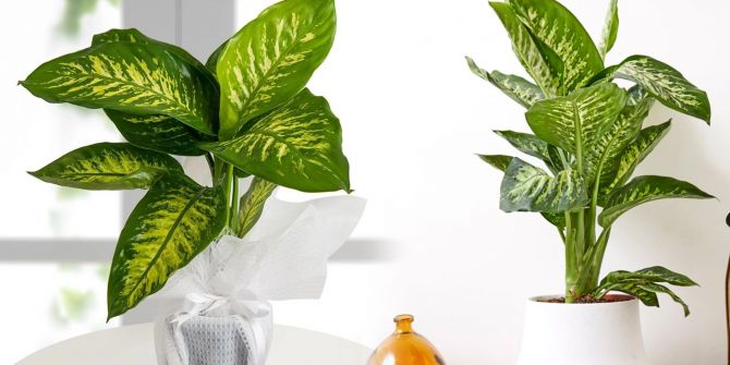 Salonlarınızdan eksik etmediğiniz bu bitkiye dikkat! Zehirlemekle kalmıyor...