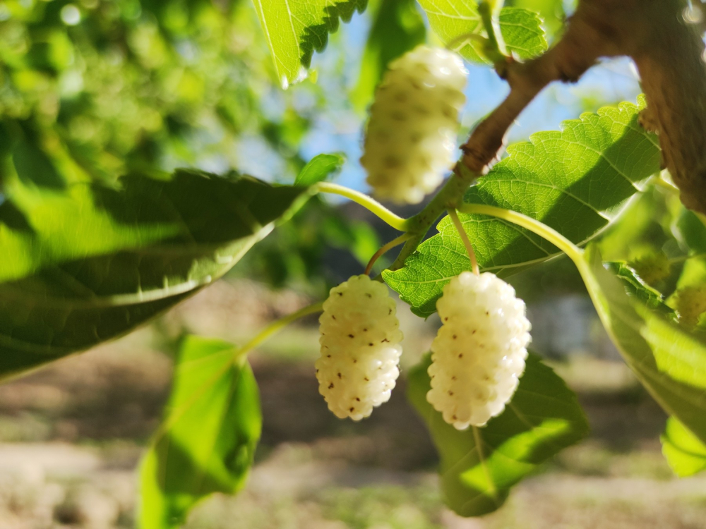 Bahçesinde dut ağacı olanlar yaşadı! Yapraklarının faydaları tam bir vitamin deposu! 1