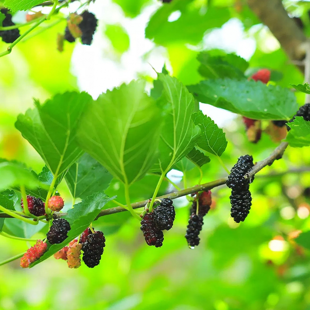 Bahçesinde dut ağacı olanlar yaşadı! Yapraklarının faydaları tam bir vitamin deposu! 3