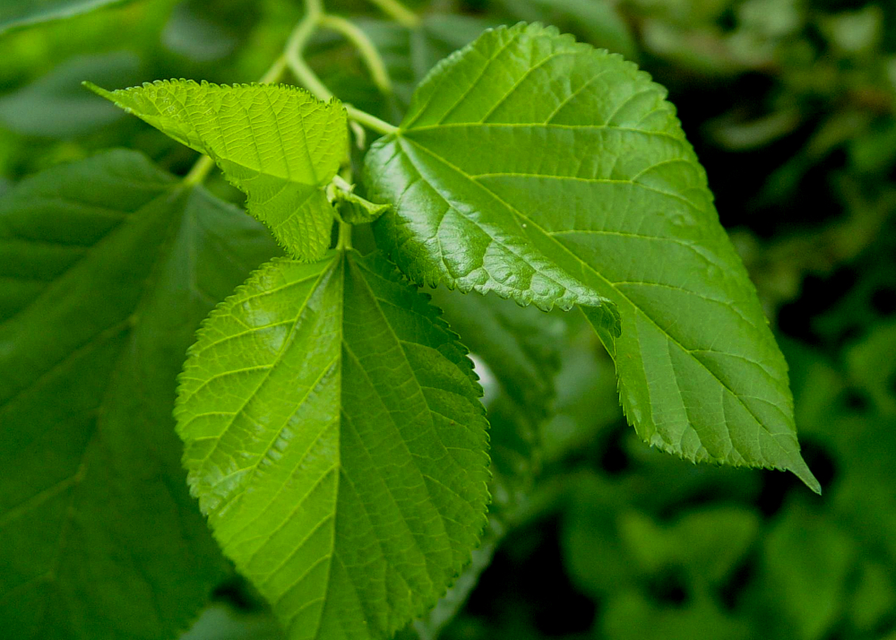 Bahçesinde dut ağacı olanlar yaşadı! Yapraklarının faydaları tam bir vitamin deposu! 4