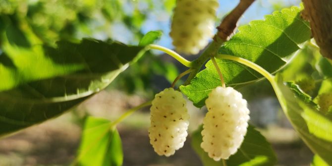 Bahçesinde dut ağacı olanlar yaşadı! Yapraklarının faydaları tam bir vitamin deposu!