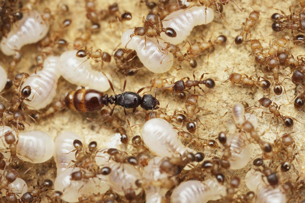 Faydası herkesi mutlu edecek! Karınca yumurtası yağı tam bir mucize 9