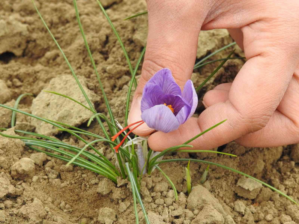 Bu çiçeğin fiyatı dudak uçuklatıyor! Mor altın her derde deva! 4