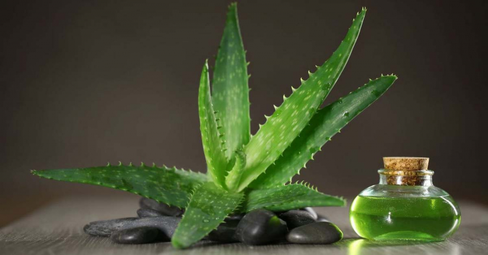 Güneşin yakıcı etkisine doğal çözüm! Aloe vera cildi nemlendiriyor, koruyor... 8