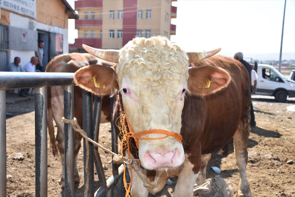 Kurban alacaklar dikkat! Elinizi çabuk tutun! Fiyatlar gün geçtikçe el yakıyor! 2