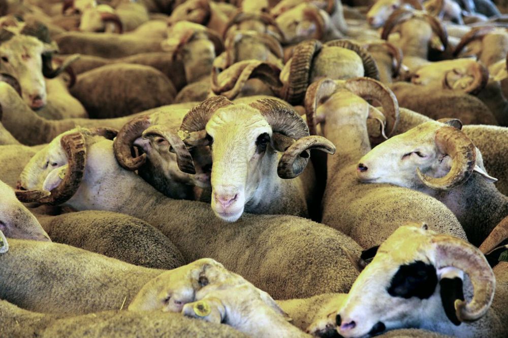 Kurban alacaklar dikkat! Elinizi çabuk tutun! Fiyatlar gün geçtikçe el yakıyor! 3