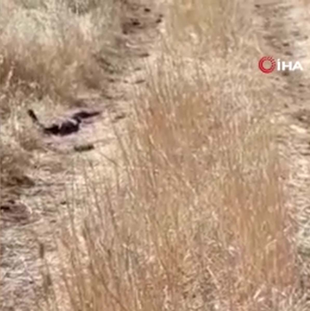 Bu manzaraları çok göreceğiz! Nereye baksak oradalar!  İki metrelik yılanlar birbirine dolandı, dans etti! 2