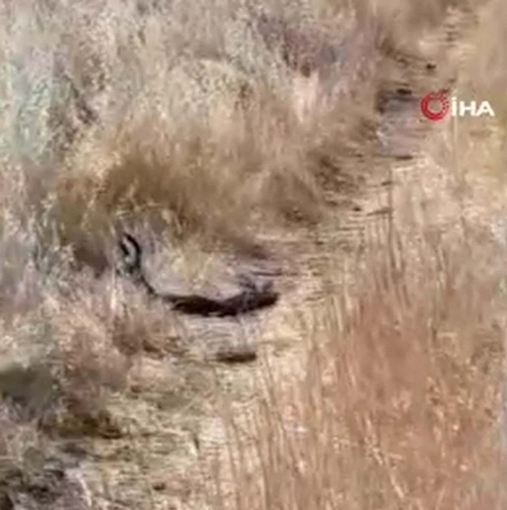 Bu manzaraları çok göreceğiz! Nereye baksak oradalar!  İki metrelik yılanlar birbirine dolandı, dans etti! 4