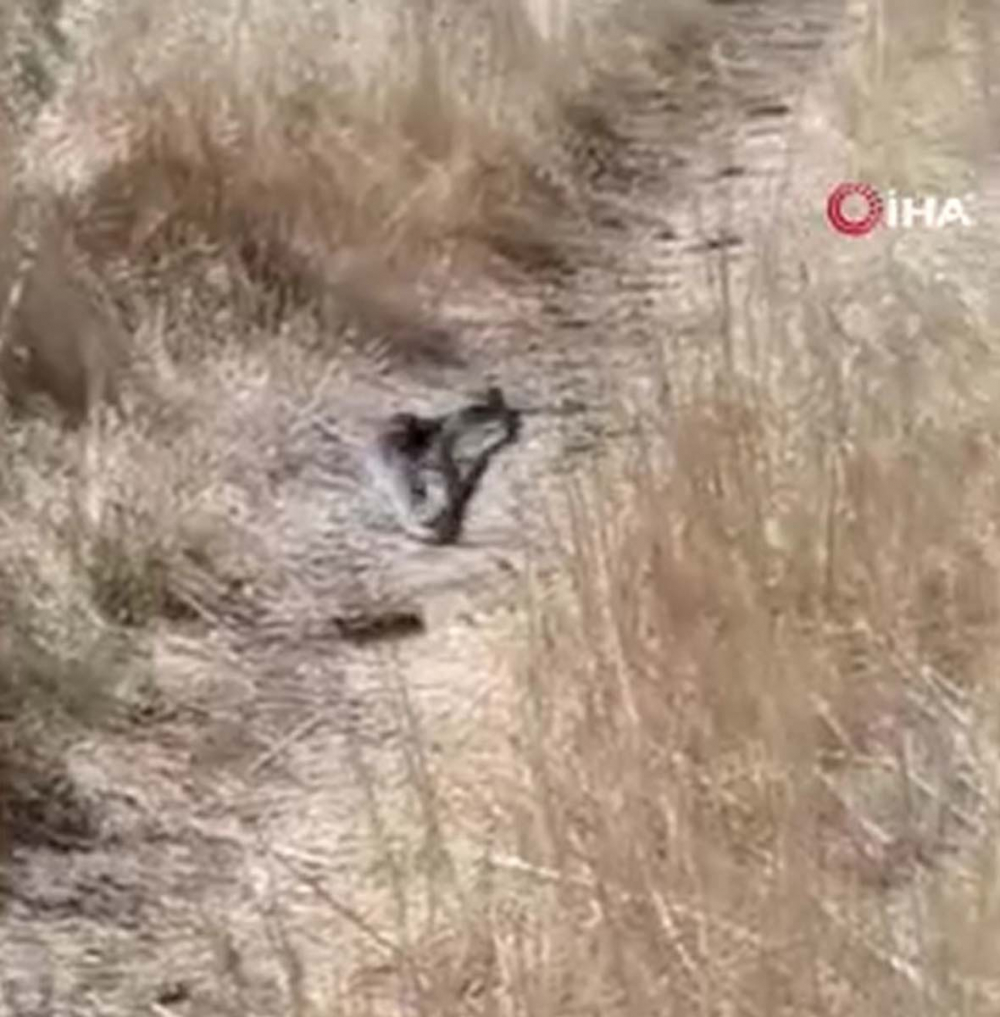 Bu manzaraları çok göreceğiz! Nereye baksak oradalar!  İki metrelik yılanlar birbirine dolandı, dans etti! 5