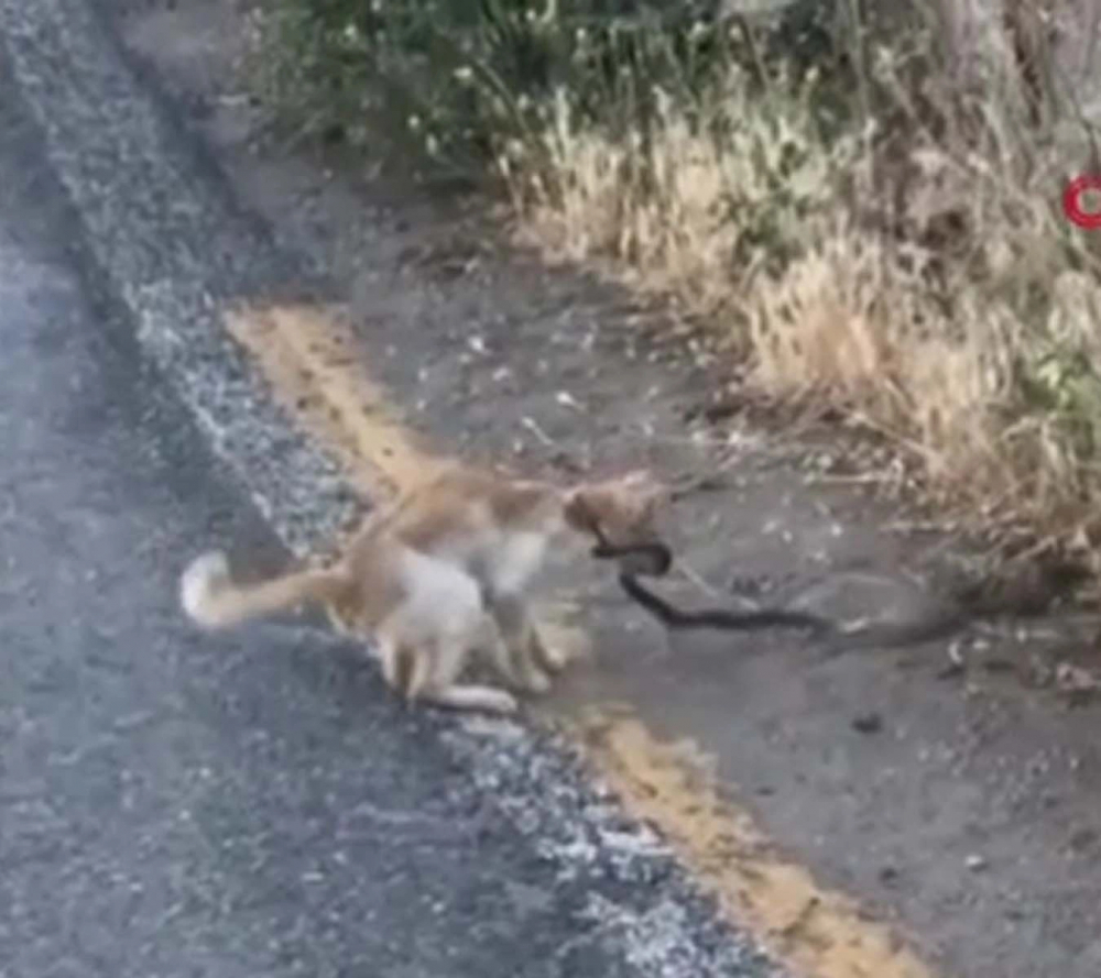 Hayvanların güç savaşı kamerada! Yılanı fark eden kedi harekete geçti! Pati ve diş darbeleriyle etkisiz hale getirip kendisine yem yaptı 1