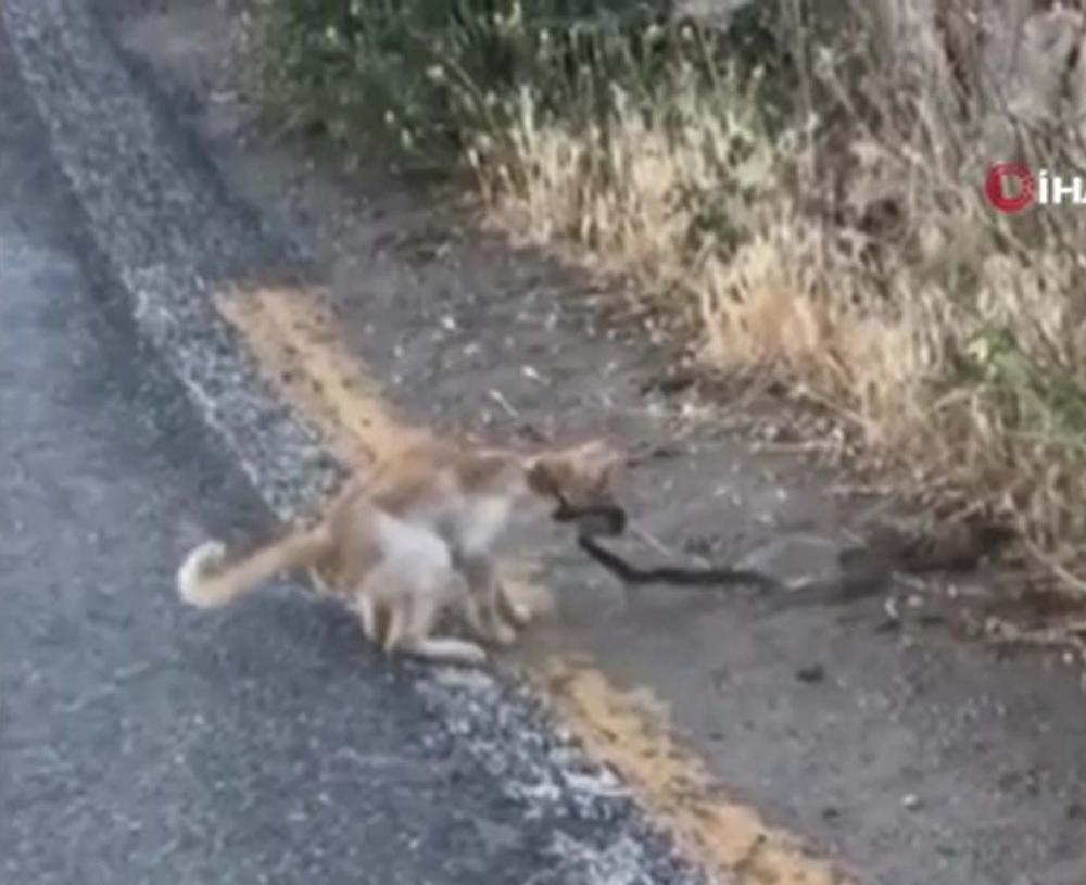 Hayvanların güç savaşı kamerada! Yılanı fark eden kedi harekete geçti! Pati ve diş darbeleriyle etkisiz hale getirip kendisine yem yaptı 2