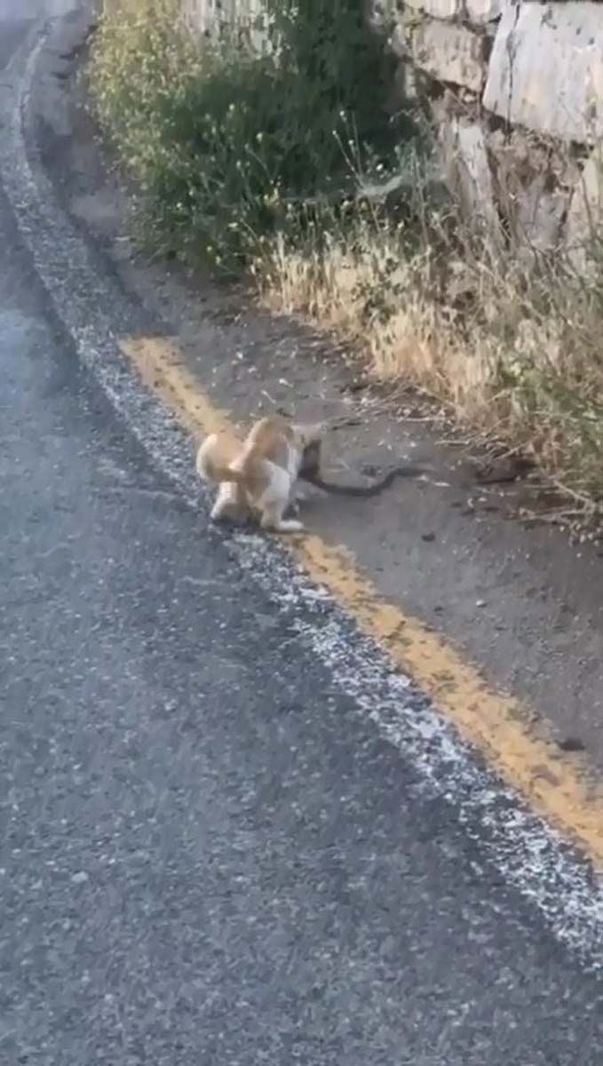 Hayvanların güç savaşı kamerada! Yılanı fark eden kedi harekete geçti! Pati ve diş darbeleriyle etkisiz hale getirip kendisine yem yaptı 3