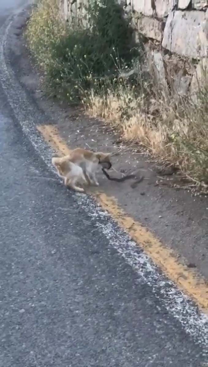 Hayvanların güç savaşı kamerada! Yılanı fark eden kedi harekete geçti! Pati ve diş darbeleriyle etkisiz hale getirip kendisine yem yaptı 4