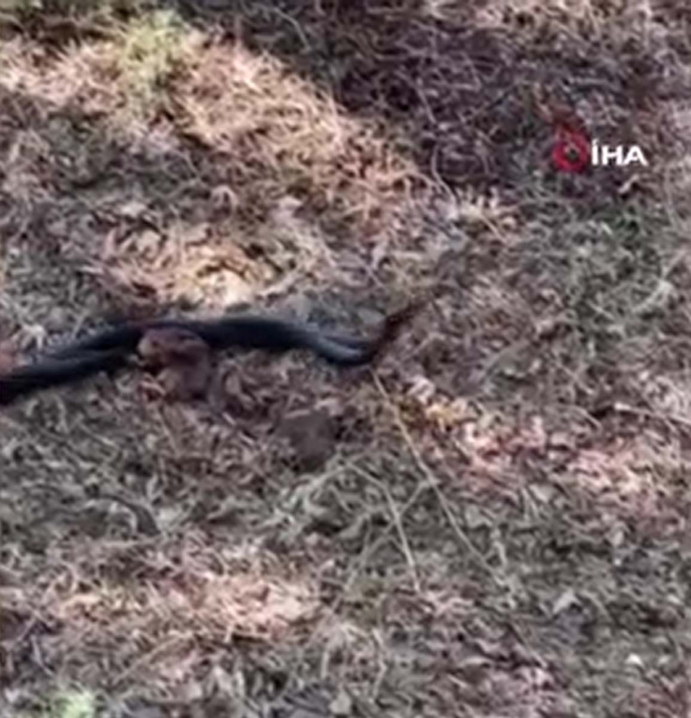 Boyları 2 metre olan siyah yılanlar dans etti! O anları gören vatandaş cep telefonu kamerasına sarıldı 7