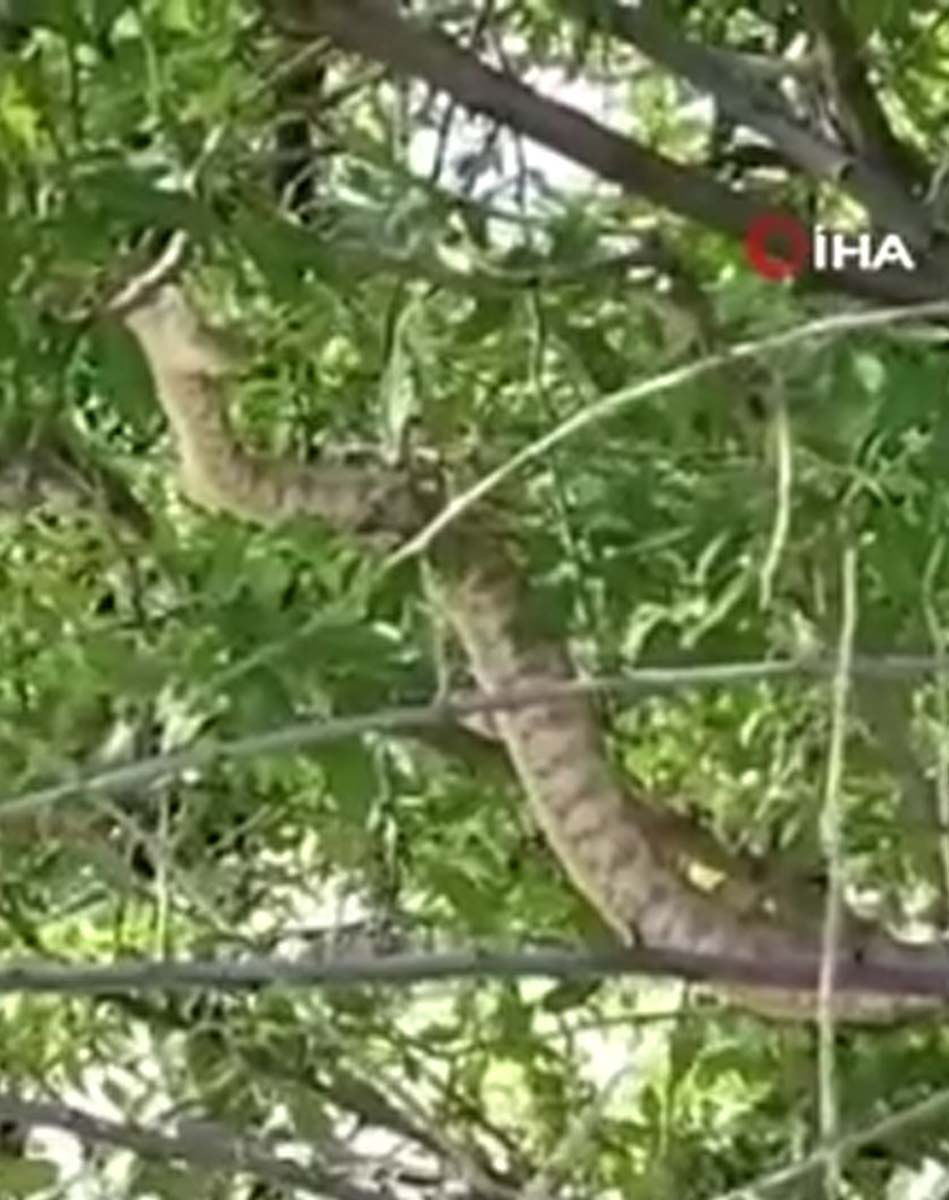 Tek ısırığı bile insanı öldürmeye yetiyor! Türkiye'nin en zehirli yılanı Tunceli'de görüldü! Vatandaş telefona sarıldı 8