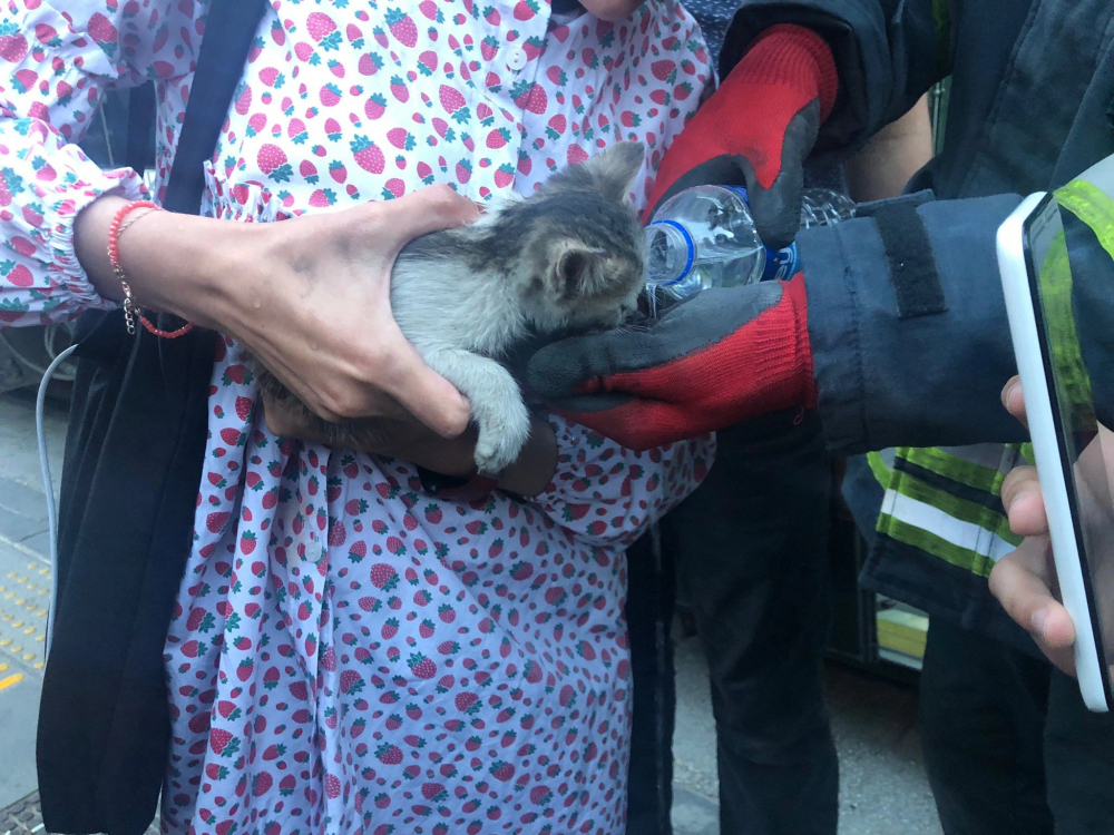 Tramvayın altında kalmaktan son anda kurtuldu! Minik kedi, hayvanseverlerin yüreğini ağzına getirdi! 1