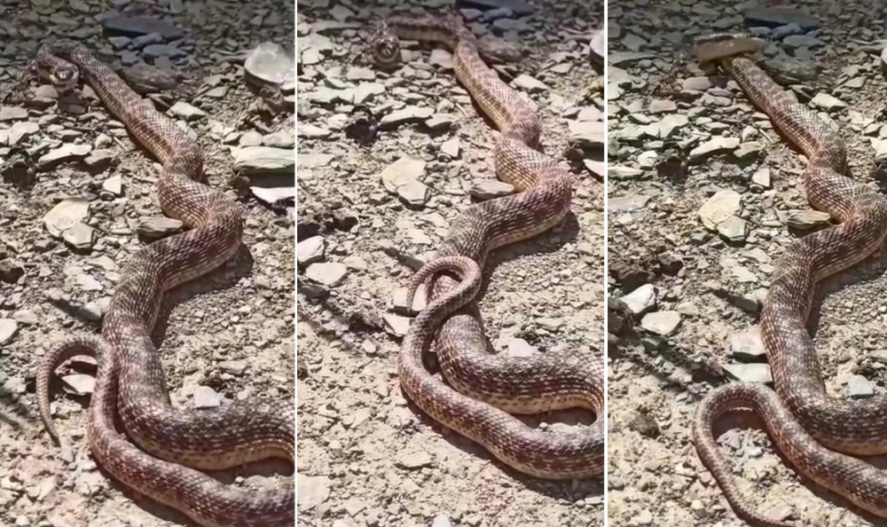 İki metrelik engerek yılanını gören vatandaş gözlerine inanamadı! " Dikkatli olmak gerekir" 1