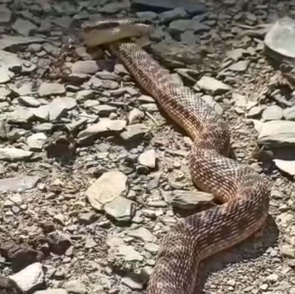 İki metrelik engerek yılanını gören vatandaş gözlerine inanamadı! " Dikkatli olmak gerekir" 4