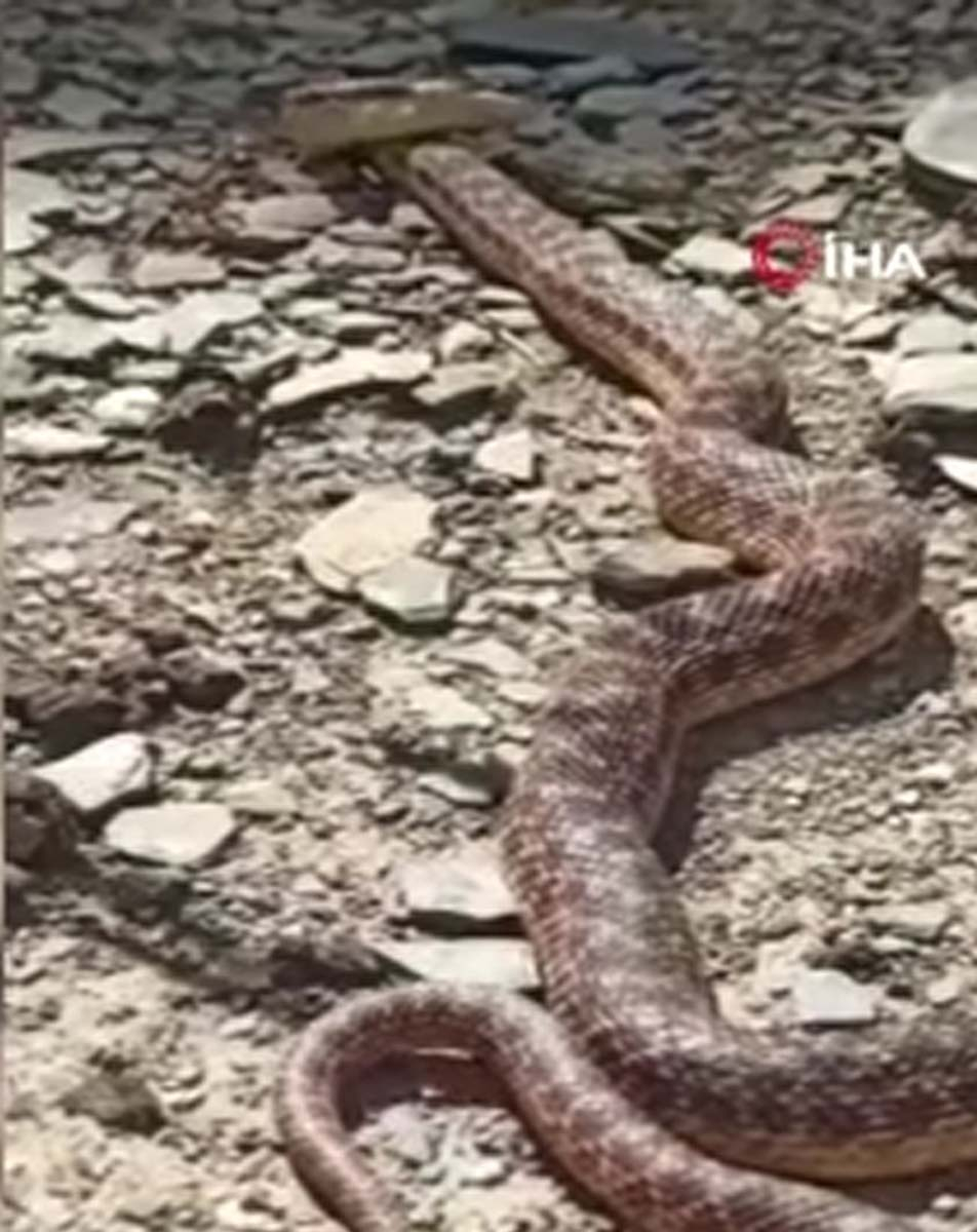 İki metrelik engerek yılanını gören vatandaş gözlerine inanamadı! " Dikkatli olmak gerekir" 5