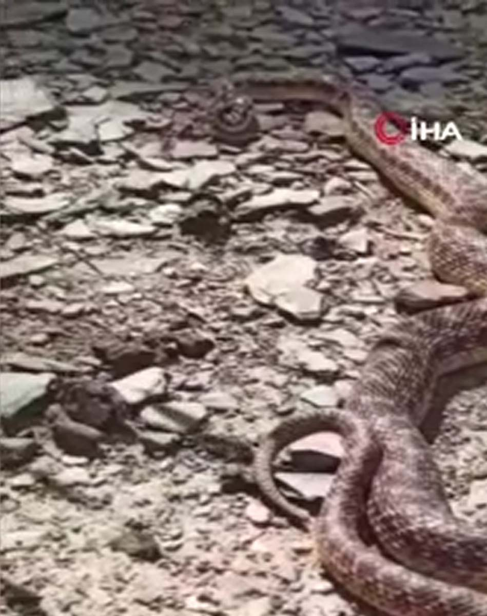 İki metrelik engerek yılanını gören vatandaş gözlerine inanamadı! " Dikkatli olmak gerekir" 6