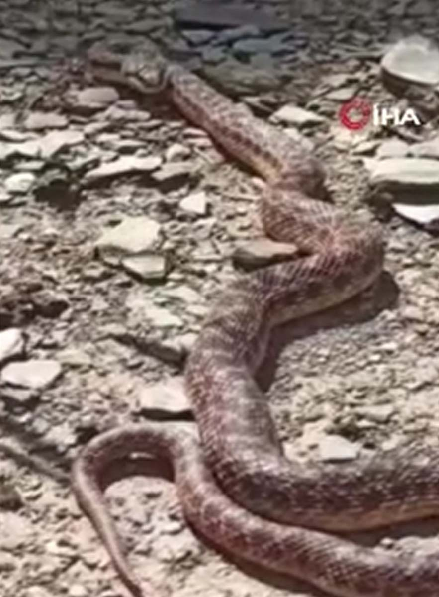 İki metrelik engerek yılanını gören vatandaş gözlerine inanamadı! " Dikkatli olmak gerekir" 7