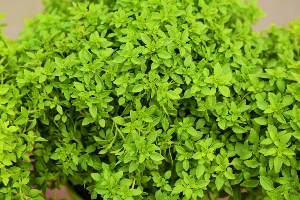 Doğal yöntemlerle böcekleri ve sinekleri kendinizden uzak tutabilirsiniz 4