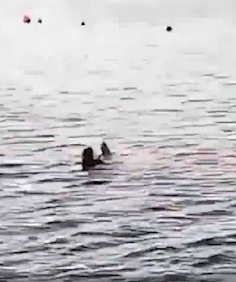 68 yaşındaki kadın, köpek balığına yem oldu! Saldırı sırasında kolunu ve bacağı kopan kadın, yaşamını yitirdi 1