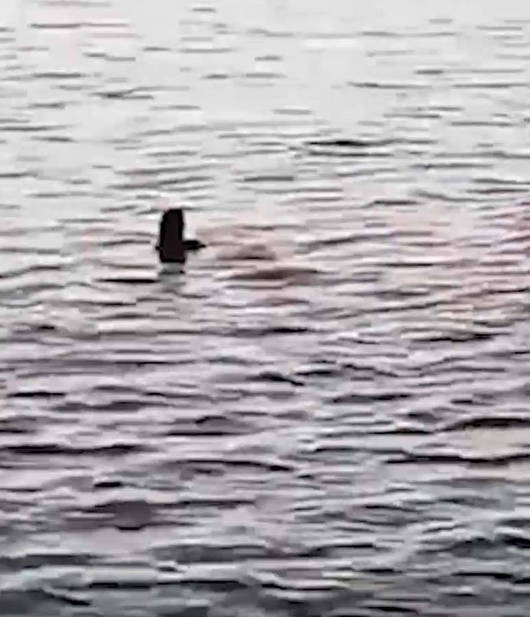 68 yaşındaki kadın, köpek balığına yem oldu! Saldırı sırasında kolunu ve bacağı kopan kadın, yaşamını yitirdi 2