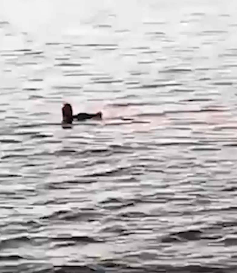 68 yaşındaki kadın, köpek balığına yem oldu! Saldırı sırasında kolunu ve bacağı kopan kadın, yaşamını yitirdi 3