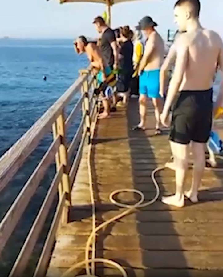 68 yaşındaki kadın, köpek balığına yem oldu! Saldırı sırasında kolunu ve bacağı kopan kadın, yaşamını yitirdi 6