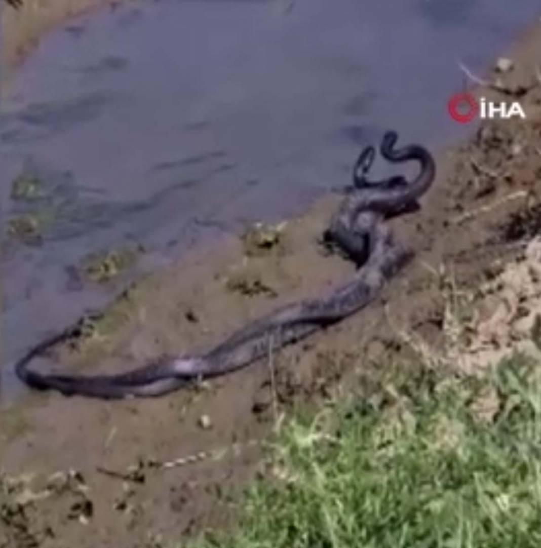 Benzer görüntüler artıyor! 1.5 metre boyundaki siyah yılanlar birbirine sarılıp dans etti! İşte o anlar... 3