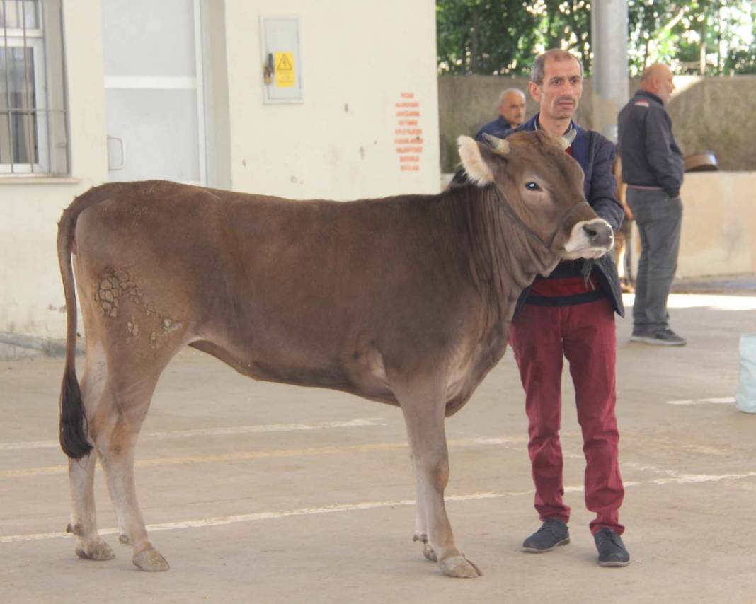 Kurban Bayramı'nda değişmeyen manzara! Sivas'ta çocukların gözü önünde kurbanlık kesildi! Korkuları yüzlerine yansıdı 3