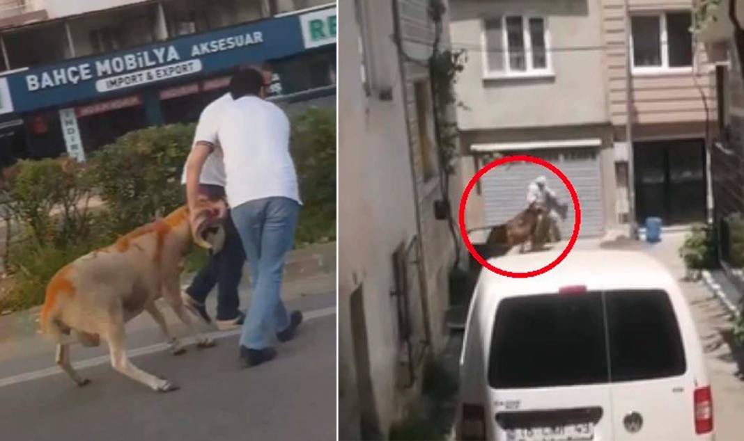 Kurban Bayramı sporu başladı! Burası Bursa: Kurbanlıklar kaçtı, sahipleri peşinden kovaladı 1