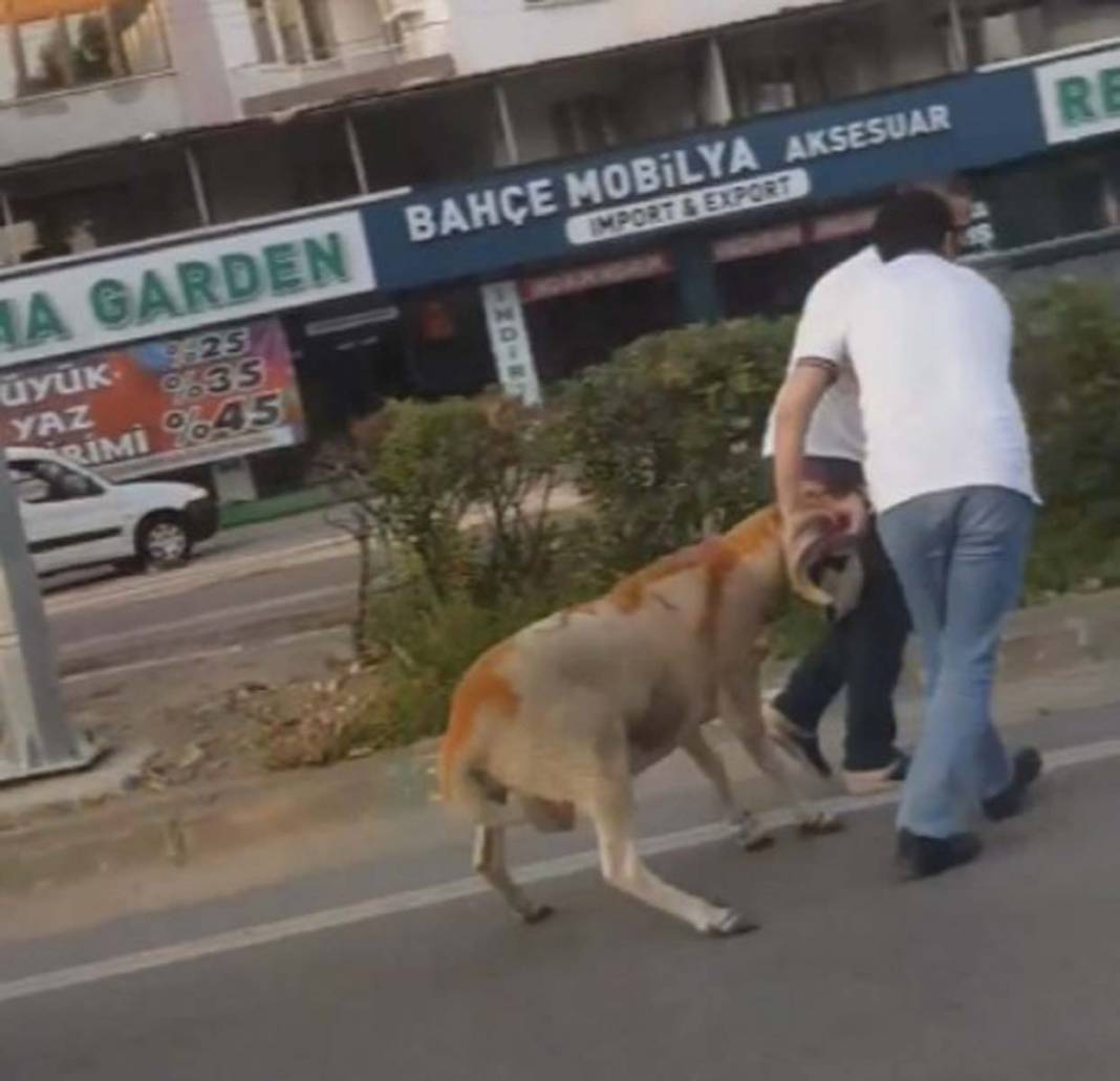 Kurban Bayramı sporu başladı! Burası Bursa: Kurbanlıklar kaçtı, sahipleri peşinden kovaladı 3