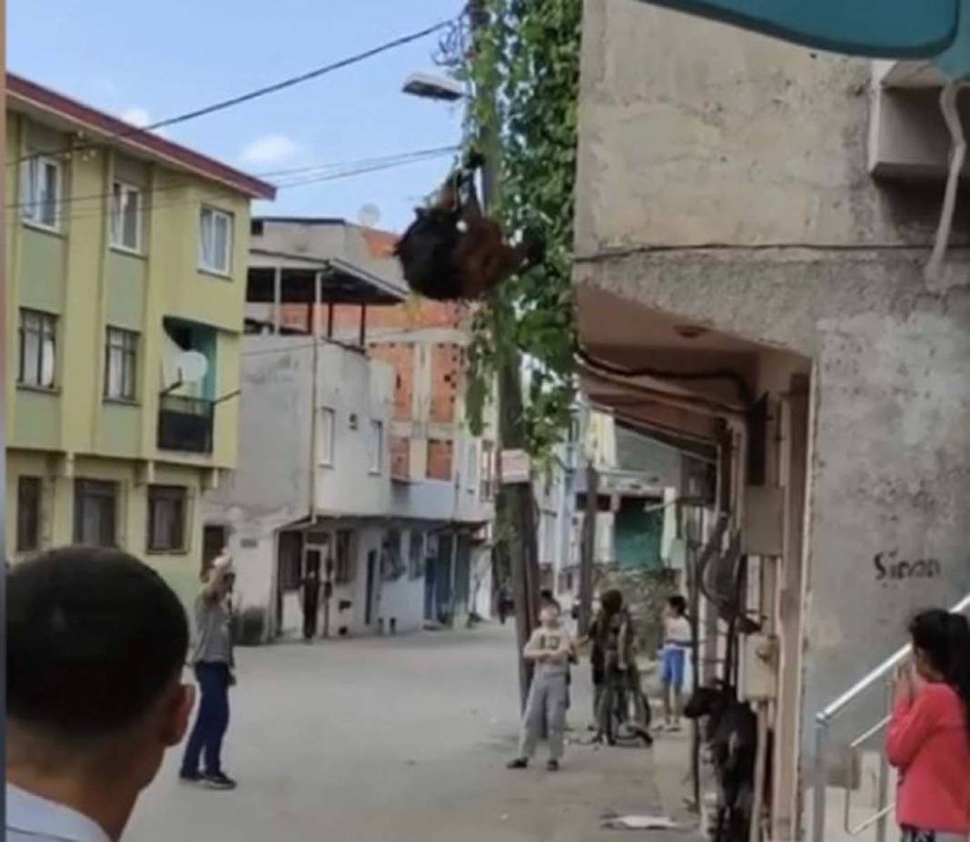 Kurban Bayramı sporu başladı! Burası Bursa: Kurbanlıklar kaçtı, sahipleri peşinden kovaladı 7