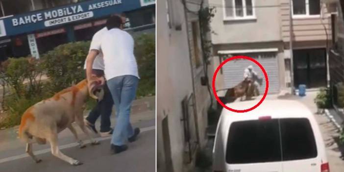 Kurban Bayramı sporu başladı! Burası Bursa: Kurbanlıklar kaçtı, sahipleri peşinden kovaladı