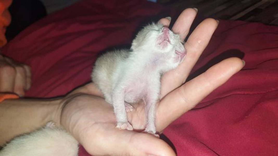 Mecazi değil, gerçek! İki yüzlü kediyi gören gözlerine inanamıyor! 3