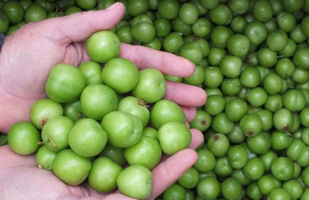 Okuyan herkes kütür kütür yemek isteyecek! Yeşil eriğin faydaları sizi çok şaşırtacak! 7