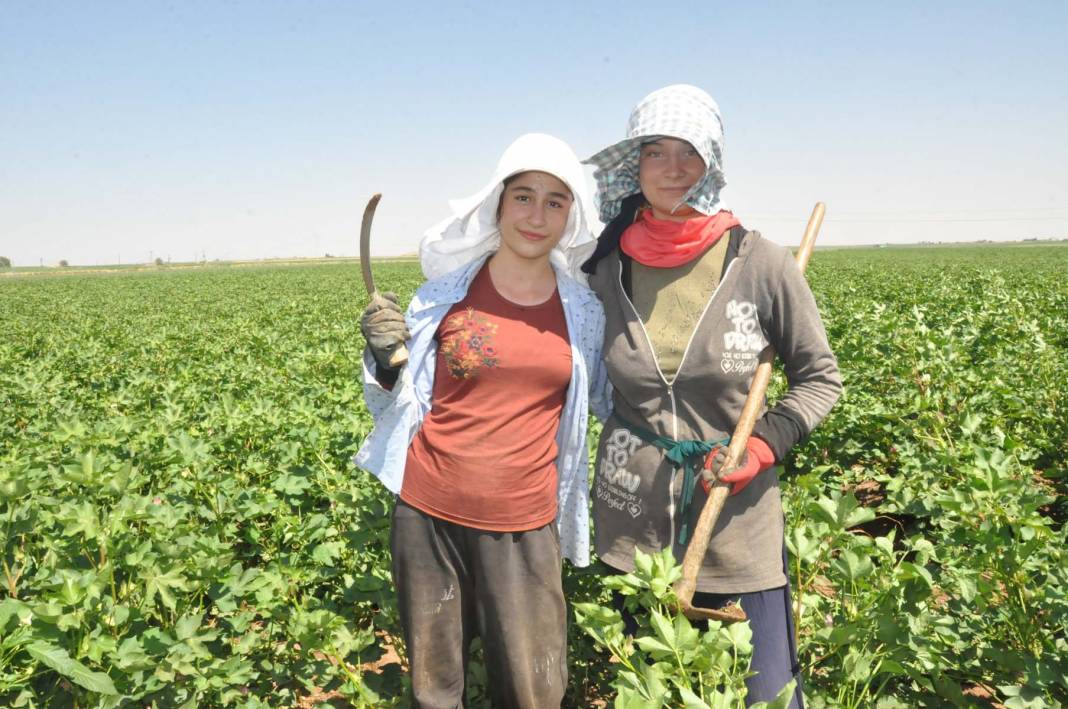 Okul harçlıklarını çıkarmak için güneşin altında 12 saat boyunca ter döküyorlar! İşte Mardin'deki pamuk işçilerinin zorlu mesaisi 2