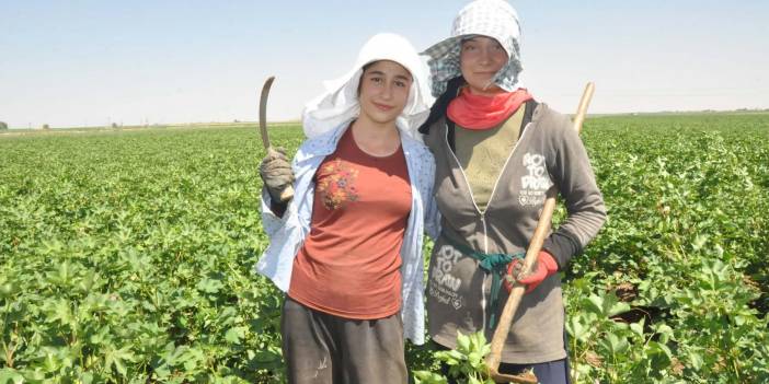 Okul harçlıklarını çıkarmak için güneşin altında 12 saat boyunca ter döküyorlar! İşte Mardin'deki pamuk işçilerinin zorlu mesaisi