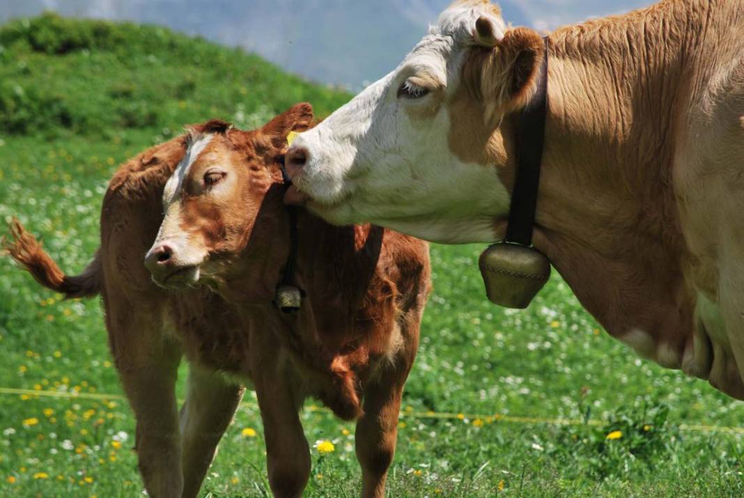 Şaşırma garantili! Hayvanlar alemi hakkında muhtemelen hiçbir yerde duymadığınız en enteresan 10 bilgi! 6