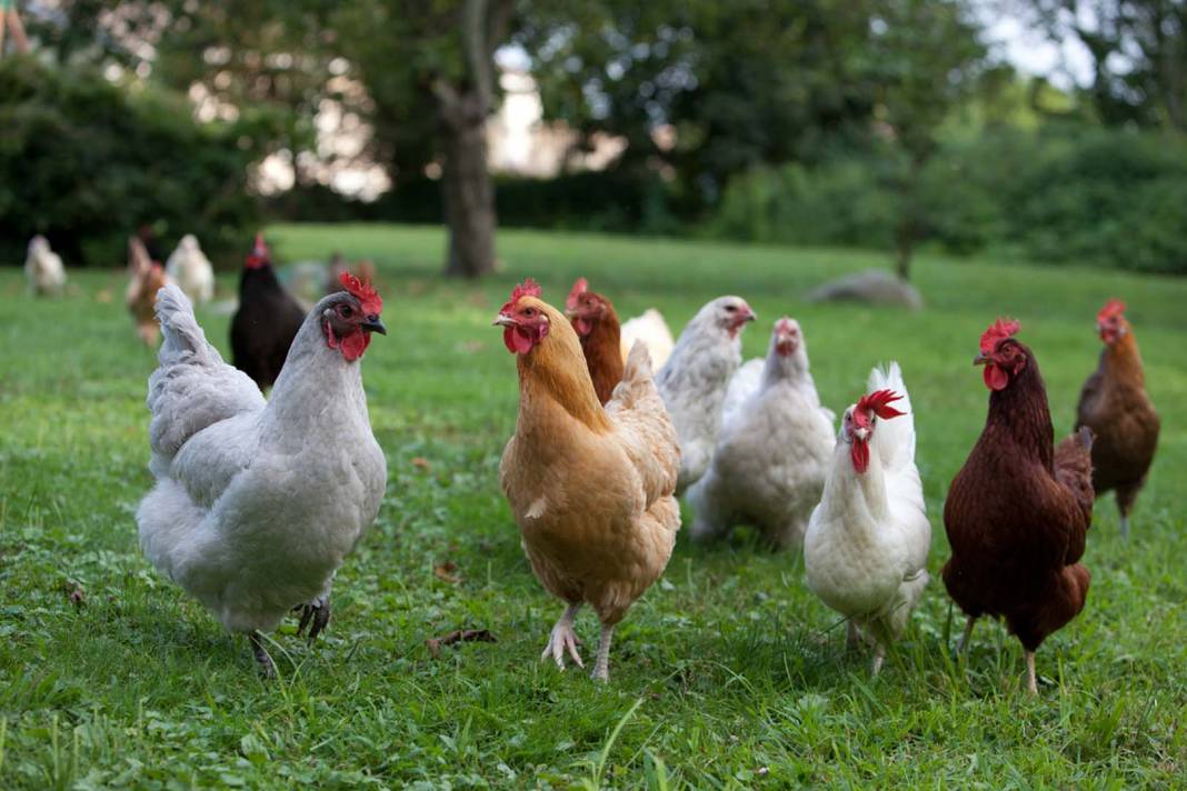 Şaşırma garantili! Hayvanlar alemi hakkında muhtemelen hiçbir yerde duymadığınız en enteresan 10 bilgi! 8