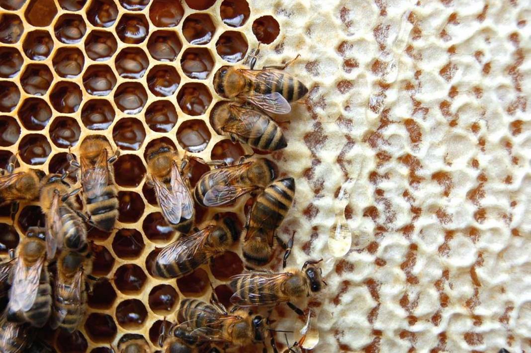 İnsan vücudunda tutkal görevi görüyor! Propolis, hastalıkların kendisine uğramasını istemeyenlere şifa oluyor! 1